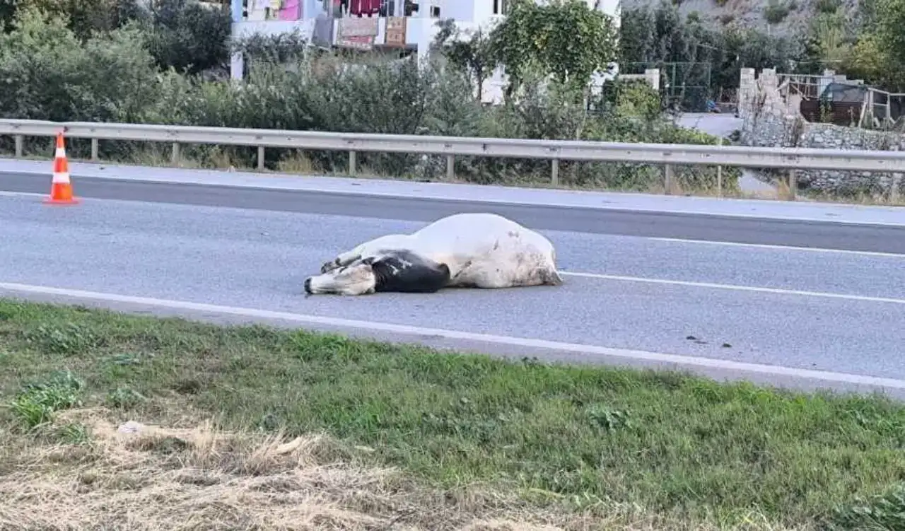 Hatay’da Hayvan Taşıyan TIR Alev Alarak Devrildi! 2 Can Kaybı 4